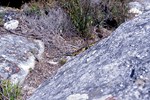 Kapstadt: Wanderung auf dem Tafelberg
